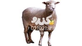 گوسفند زنده از تولید به مصرف 47تا60کیلویی با قصاب و تحویل رایگان 24 ساعته 