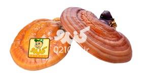 قارچ گانودرما خشک شده 100 گرمی کندو تحویل 24 ساعته